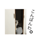 うちの双子さん2（個別スタンプ：14）