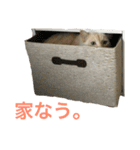うちの双子さん2（個別スタンプ：21）