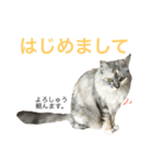 うちの双子さん2（個別スタンプ：24）