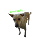 Dog gang...（個別スタンプ：2）