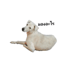 Dog gang...（個別スタンプ：3）