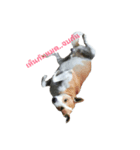 Dog gang...（個別スタンプ：6）