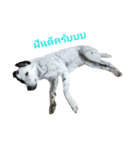 Dog gang...（個別スタンプ：8）