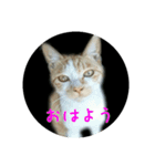 庭のにゃんこたち（個別スタンプ：1）