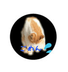 庭のにゃんこたち（個別スタンプ：6）
