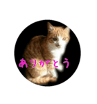 庭のにゃんこたち（個別スタンプ：8）