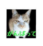 庭の、にゃんこたち  2（個別スタンプ：3）