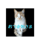 庭の、にゃんこたち  2（個別スタンプ：4）