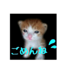 庭の、にゃんこたち  2（個別スタンプ：7）