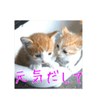 庭の、にゃんこたち  2（個別スタンプ：9）