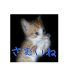 庭の、にゃんこたち  2（個別スタンプ：10）