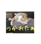 庭の、にゃんこたち  2（個別スタンプ：12）