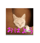 庭の、にゃんこたち  2（個別スタンプ：14）