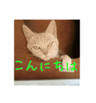 庭の、にゃんこたち  2（個別スタンプ：15）
