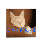 庭の、にゃんこたち  2（個別スタンプ：16）