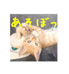 庭の、にゃんこたち  2（個別スタンプ：17）