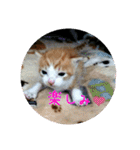 庭の、にゃんこたち  2（個別スタンプ：18）