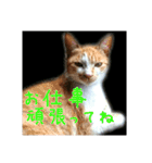 庭の、にゃんこたち  2（個別スタンプ：19）