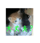 庭の、にゃんこたち  2（個別スタンプ：21）