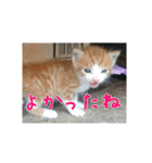 庭の、にゃんこたち  2（個別スタンプ：22）