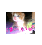 庭の、にゃんこたち  2（個別スタンプ：25）