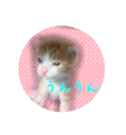 庭の、にゃんこたち  2（個別スタンプ：26）