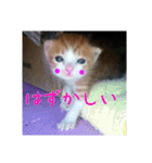 庭の、にゃんこたち  2（個別スタンプ：27）