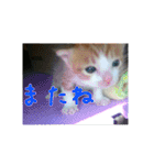 庭の、にゃんこたち  2（個別スタンプ：28）