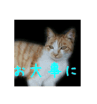 庭の、にゃんこたち  2（個別スタンプ：29）