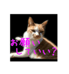 庭の、にゃんこたち  2（個別スタンプ：30）