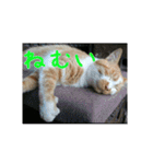 庭の、にゃんこたち  2（個別スタンプ：31）