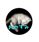 庭の、にゃんこたち  2（個別スタンプ：32）