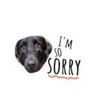 Backbone Labrador（個別スタンプ：1）