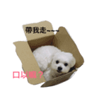 cutedoglife（個別スタンプ：6）