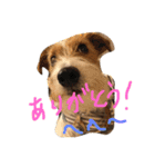 Lovely  Jackrussel  Buggy  II（個別スタンプ：1）