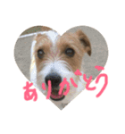 Lovely  Jackrussel  Buggy  II（個別スタンプ：2）