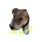 Lovely  Jackrussel  Buggy  II（個別スタンプ：3）