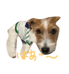 Lovely  Jackrussel  Buggy  II（個別スタンプ：4）