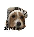 Lovely  Jackrussel  Buggy  II（個別スタンプ：5）