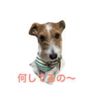 Lovely  Jackrussel  Buggy  II（個別スタンプ：7）