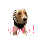 Lovely  Jackrussel  Buggy  II（個別スタンプ：8）