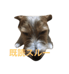 Lovely  Jackrussel  Buggy  II（個別スタンプ：9）
