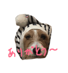 Lovely  Jackrussel  Buggy  II（個別スタンプ：10）
