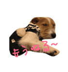 Lovely  Jackrussel  Buggy  II（個別スタンプ：12）