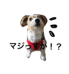 Lovely  Jackrussel  Buggy  II（個別スタンプ：13）