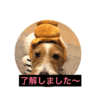 Lovely  Jackrussel  Buggy  II（個別スタンプ：14）