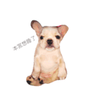 QQdogQQ（個別スタンプ：1）