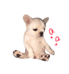 QQdogQQ（個別スタンプ：2）