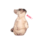 QQdogQQ（個別スタンプ：3）