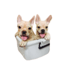 QQdogQQ（個別スタンプ：4）